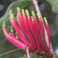 Dendrophthoe falcata (L.f.) Ettingsh.